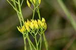 Pineland rayless goldenrod